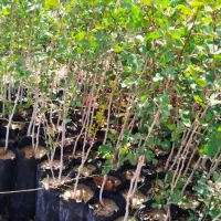 برای سرمایه گذاری مطمئن باید کشاورز بشی
