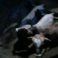 پنج راس گوساله درجه یک برا نگهداری