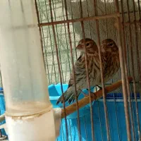 جوجه سینه سرخ قناری هیبرید