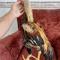 تخم نطفه دار لاری برهما اصیل ودورگه