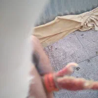 کفتر هما شازده|پرنده|تهران, توحید|دیوار