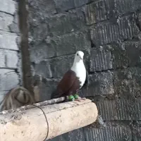 کبوتر