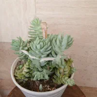 تعدادی گل طبیعی