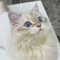 گربه نر بریتیش اصیل، آماده جفت‌گیری