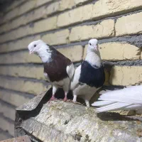 تعداد ۲۵ عدد کبوتر طوقی و دوکت|پرنده|پیر بکران, |دیوار