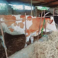 گوساله ماده سمینتال قرمز اصیل ونژاددار