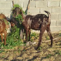 بز پاکستانی کاموری ونری دورگ کاموری|حیوانات مزرعه|جیرفت, |دیوار