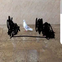 کفتر باخت رفته