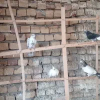 کبوترفروشی|پرنده|کاشان, دشت لتحر|دیوار