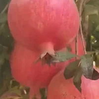 فروش باغ انار