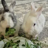 فروش خرگوش