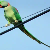 شاه طوطی نر