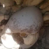 عسل طبیعی