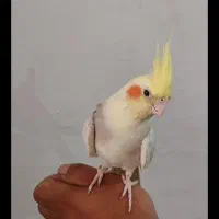 عروس هلندی مرغ عشق قناری کوتوله فنچ