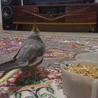 عروس هلندی نر سخنگو|پرنده|قدس, شهر‌قدس|دیوار