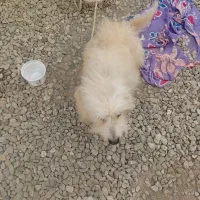 سگ خانگی تمیز وسالم|سگ|میناب, |دیوار