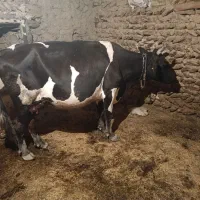 گاو و گوساله