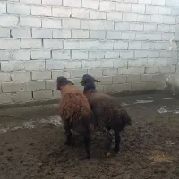 بره نره هترو