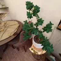 بنسای ۸ ساله|گل و گیاه طبیعی|کرج, حسن آباد|دیوار