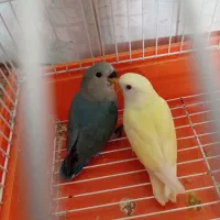 طوطی کوتوله نروماده نر 11ماهه مست آماده جفت گیری|پرنده|تهران, فلاح|دیوار