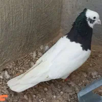 با سلام یک عدد طوق سیاه به فروش میرسد