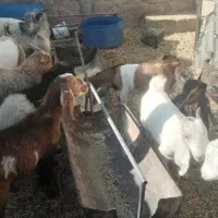 گوسفند فروشی|حیوانات مزرعه|کرمان, |دیوار