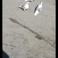 عشق بازانمهریز (کبوتر)|پرنده|مهریز, |دیوار