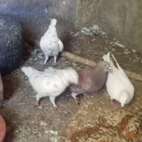 کبوتر