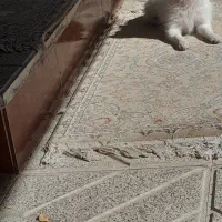 سگ پامرین سفید|سگ|مبارکه, |دیوار