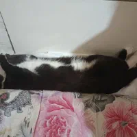 گیتی خانوم گمشده