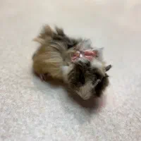 خوکچه هندی ناز و دستی|موش و خرگوش|تهران, فلسطین (میدان انقلاب)|دیوار