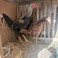 خروس و مرغ لاری و مرغ و خروس آمروک|حیوانات مزرعه|الوند, |دیوار