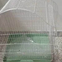 پرنده