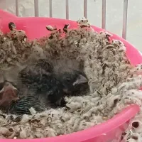 جوجه سهره قناری  با بهترین سرلاک بزرگ شدن|پرنده|کرج, شهرک اوج|دیوار