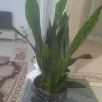 گل طبیعی|گل و گیاه طبیعی|سقز, |دیوار