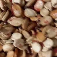 تخم هندوانه