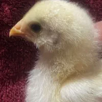 فروش جوجه گوشتی نژاد راس سنگین وزن