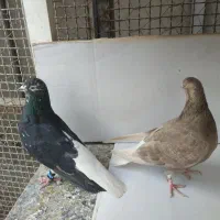 کبوتر طوقی ودمسفید|پرنده|قرچک, داوود آباد|دیوار