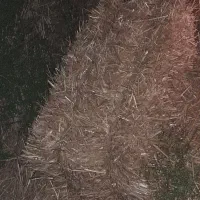 پخل گندم کلش گندم جلگه رخ یونجه درجه یک