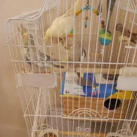 عروس هلندی|پرنده|تهران, سازمان آب|دیوار