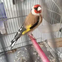 سهره  سرسیاه دهن قشنگ