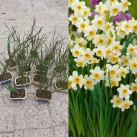 شمعدانی . برگ بیدی  و گلهای دیگر