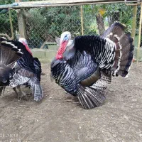 تخم نطفه دار بوقلمون