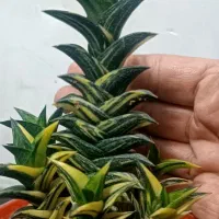 کاکتوس ، بونسای فوق نفیس