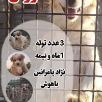 سگ پامرانین