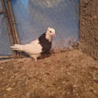 تعدادی کبوتر