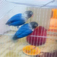 طوطی برزیلی بازیگوش