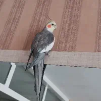 عروس هلندی نر سخنگو