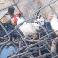 خروس نژاد دیلگونی