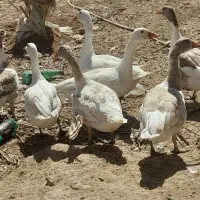 هفتا غاز سالم و سر حال و خوش خراک بفروش میرسد|حیوانات مزرعه|اهواز, دغاغله|دیوار